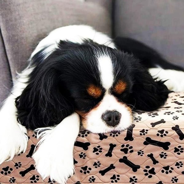 Anti-Leak Puppy Pee Pad | Small - Large 15.7" - 31.5 in | Washable | Reusable | Pawberry Road