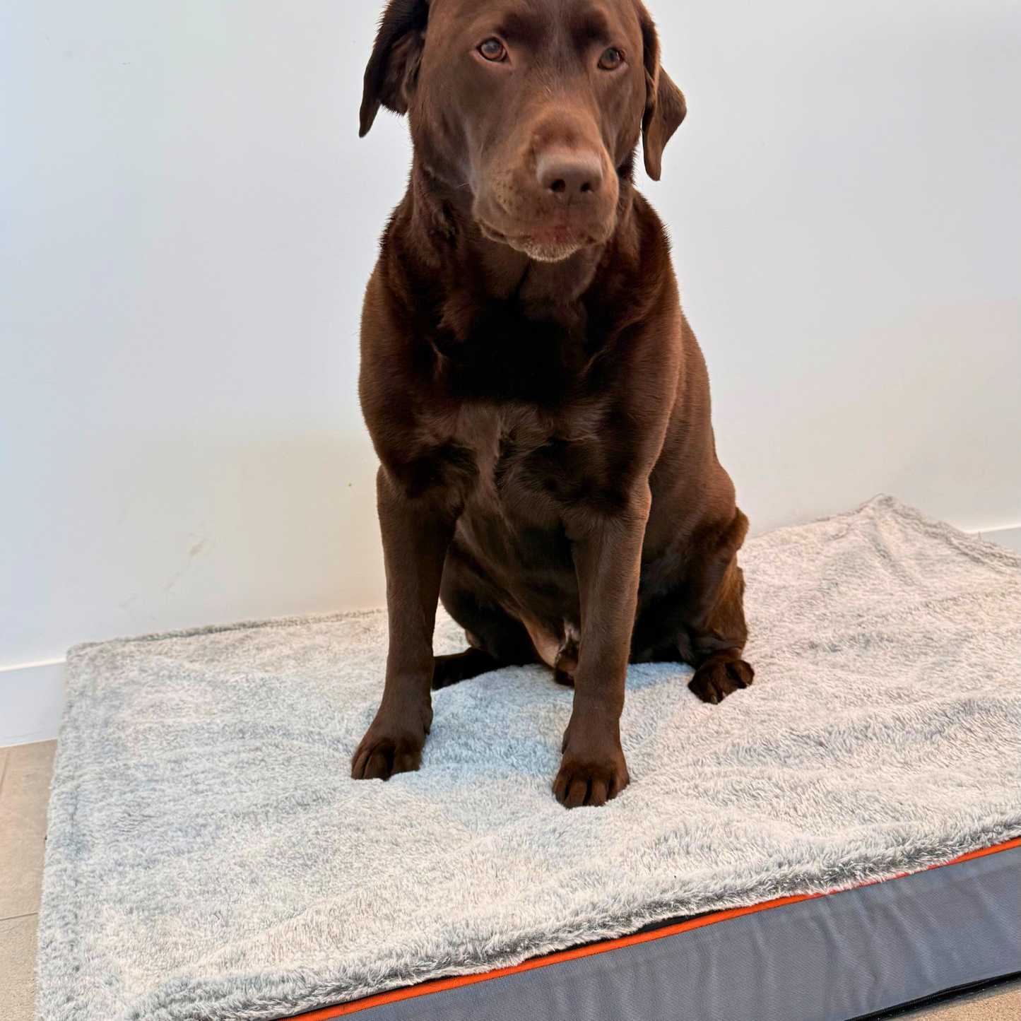 Dog Orthopedic Bed | M - 3XL | Memory Foam Comfort & Joint Support | Pawberry Road
