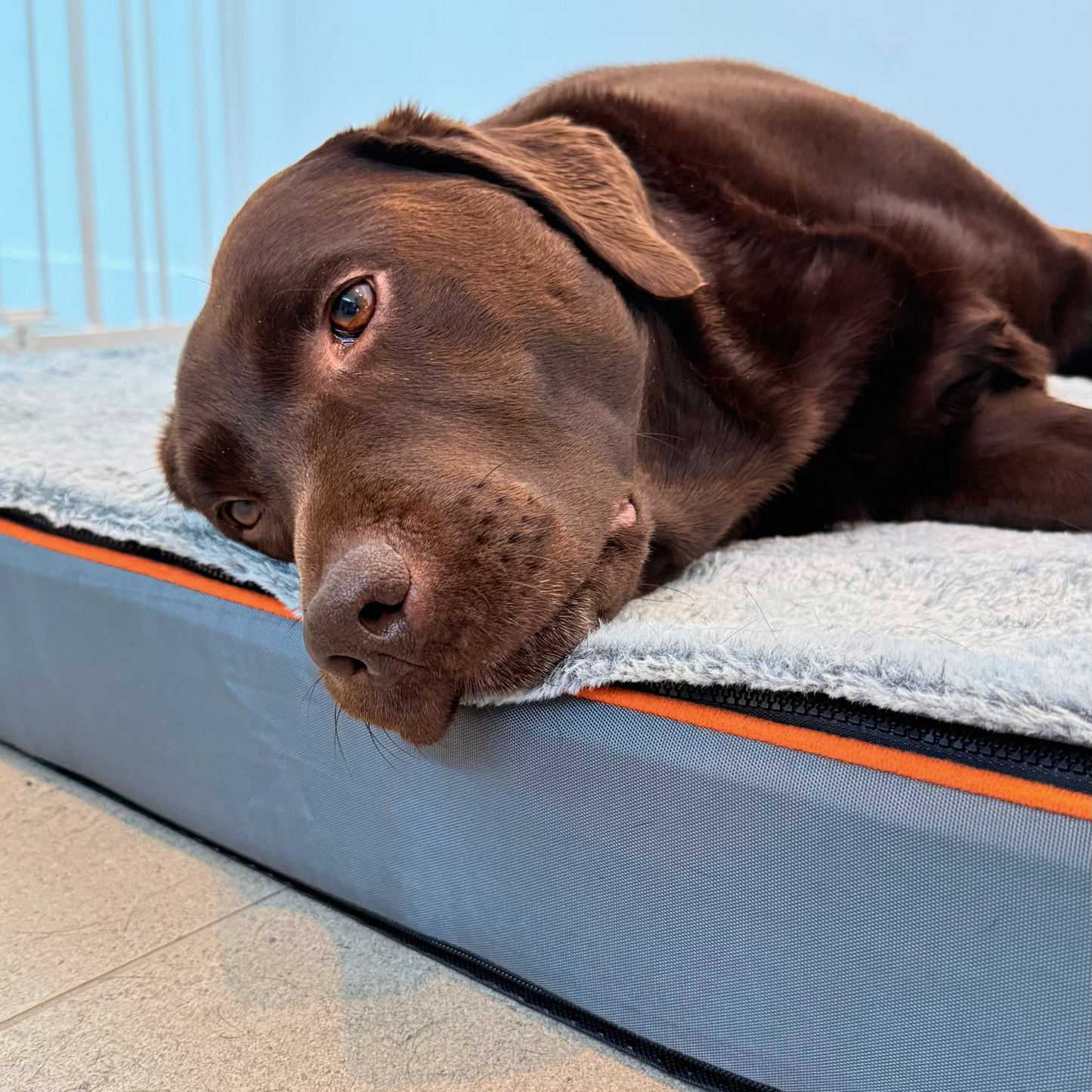 Dog Orthopedic Bed | M - 3XL | Memory Foam Comfort & Joint Support | Pawberry Road