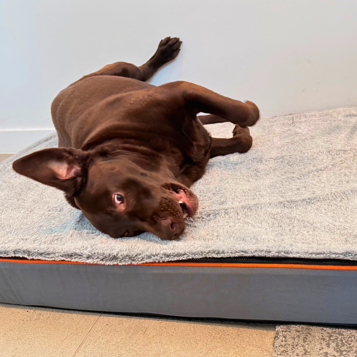 Dog Orthopedic Bed | M - 3XL | Memory Foam Comfort & Joint Support | Pawberry Road