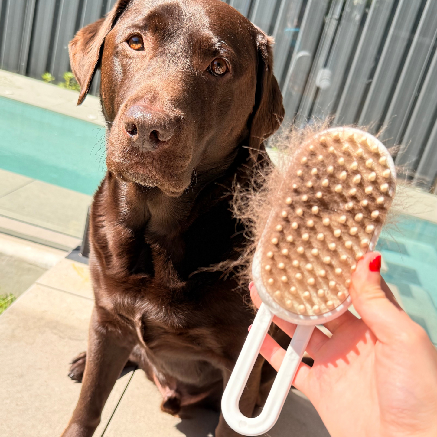 Dog 3-in-1 Steam Brush | 4.7 × 2.6 in | Groom, Deshed & Massage | Pawberry Road