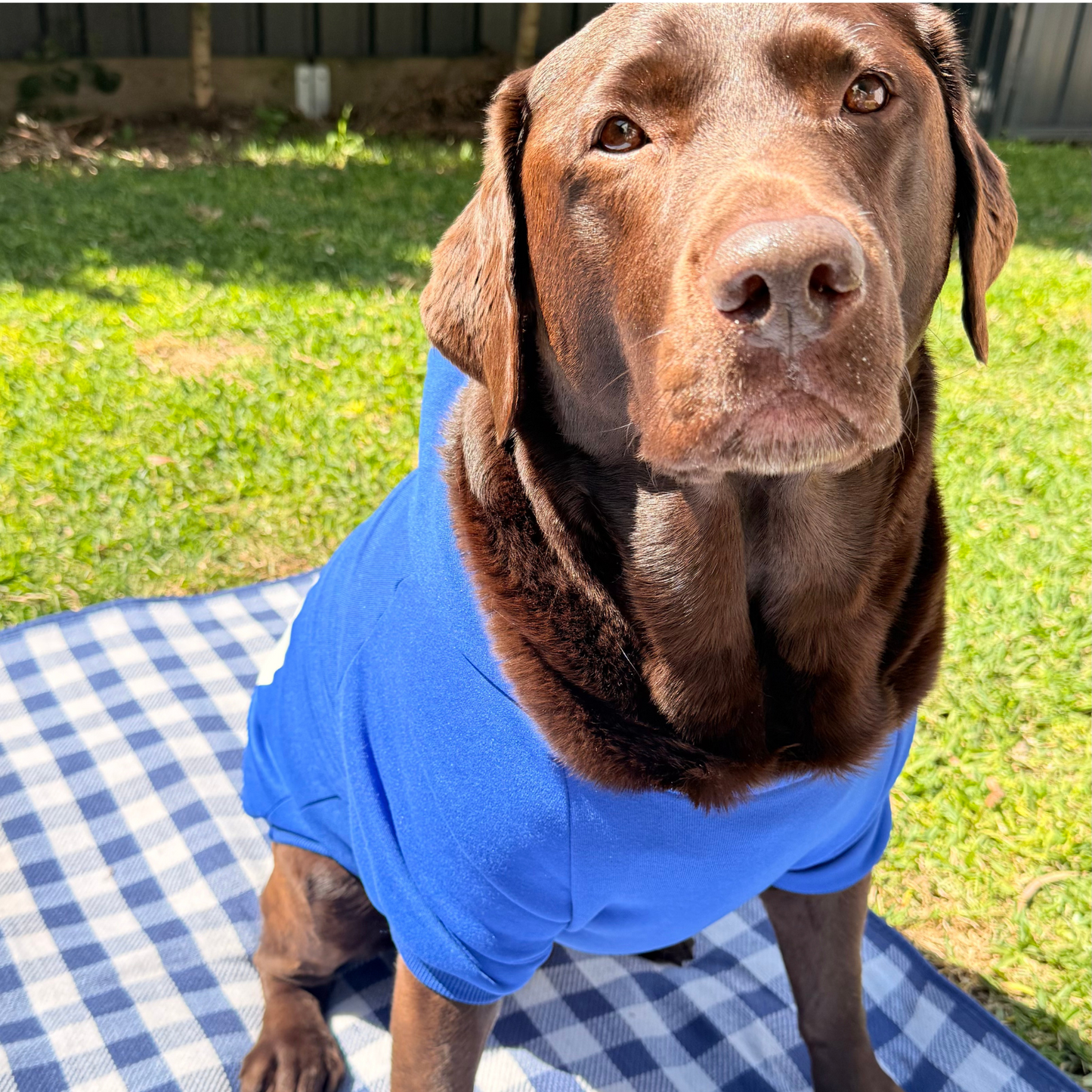 Dog Warm Hoodie | XS - XL | Soft Fleece Winter Jacket | Small to Medium Dogs | Pawberry Road