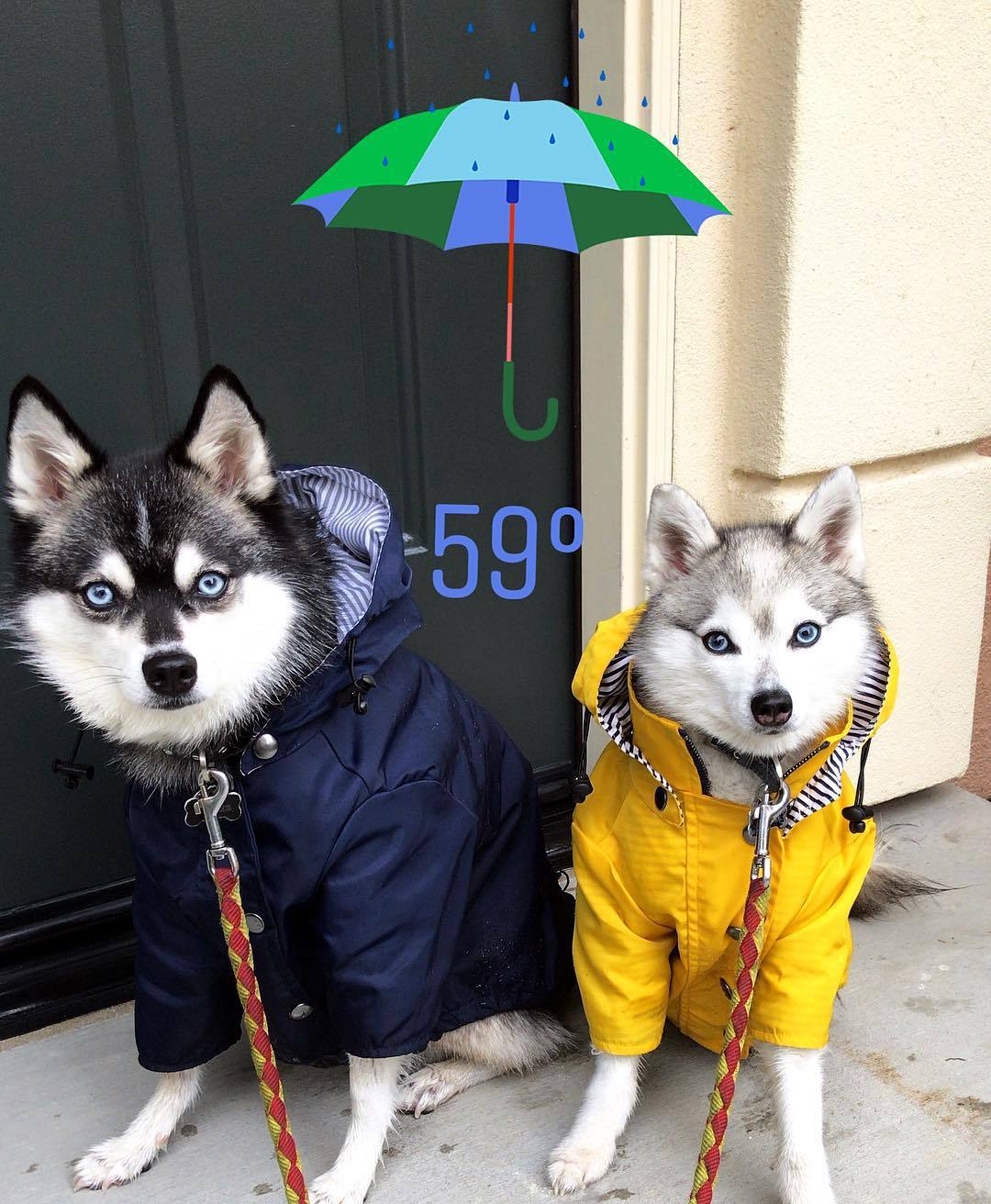 Retro Dog Raincoat | S - 5XL | Waterproof & Windproof | Hood & Drawstring | Pawberry Road