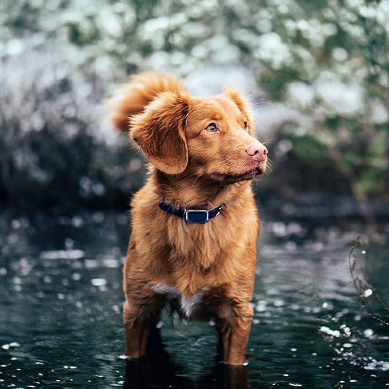 Outback GPS Pet Tracker Collar | Live Tracking | Rugged & Waterproof | Pawberry Road