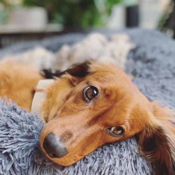 Pet Plush Round Bed | 7.87 - 47.2 in | Comfortable Dog & Cat Lounger | Pawberry Road