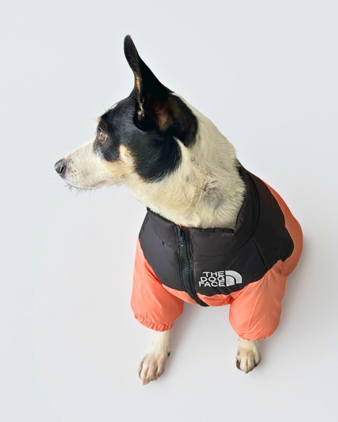 Dog Puffer Jacket | XS to 3XL | Winter Jacket | Waterproof, Insulated & Stylish Cold Weather Coat | Pawberry Road