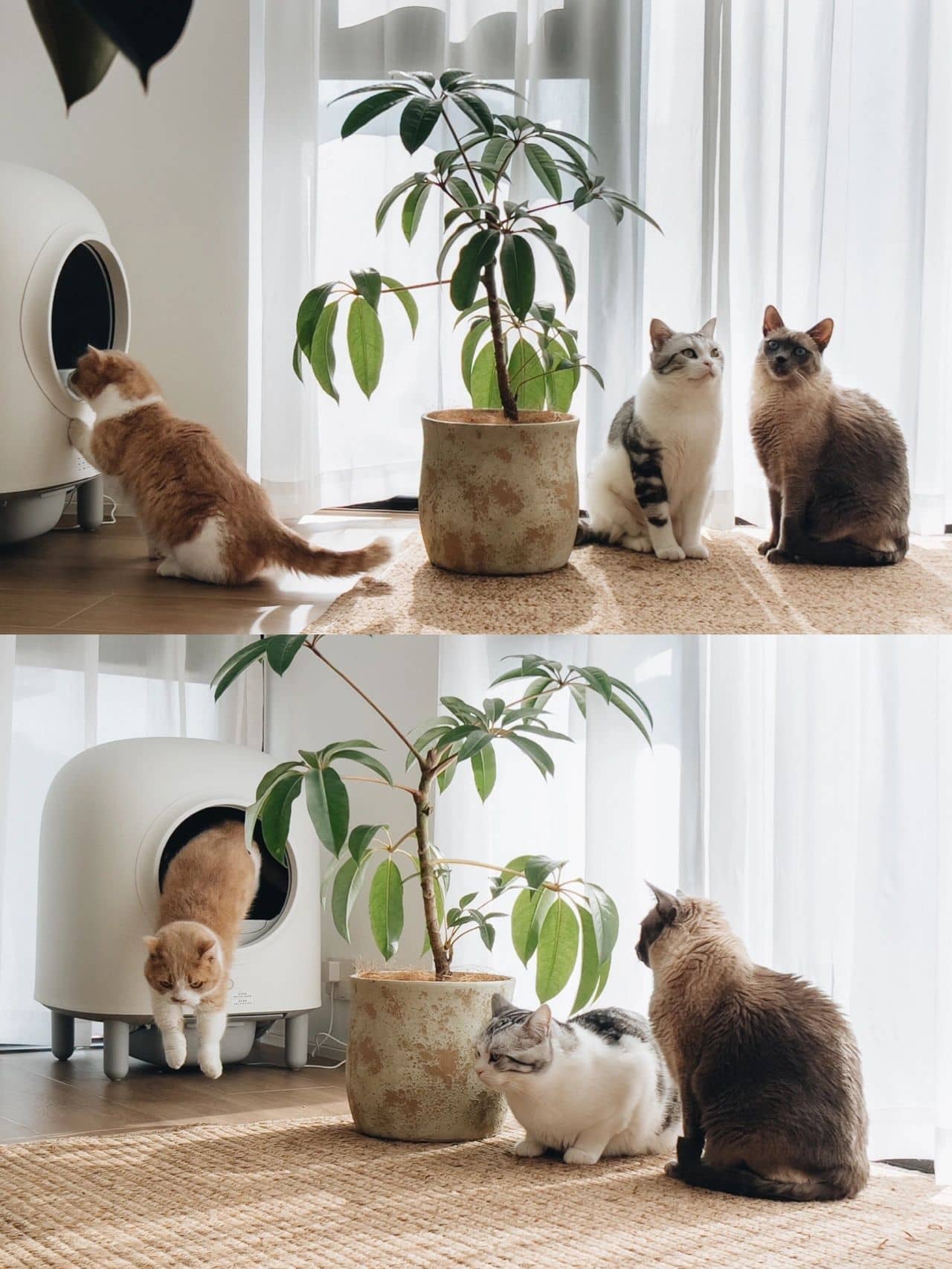 Automatic Cat Litter Box | 20.3 x 20.3 x 25.2 in | Enclosed App-Controlled Odor-Free | XL Comfort | Pawberry Road