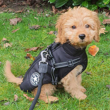 Waterproof Dog Coat | S - 5XL | Warm Fleece Lining | Harness Included | Pawberry Road