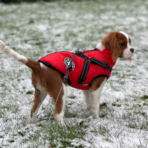 Waterproof Dog Coat | S - 5XL | Warm Fleece Lining | Harness Included | Pawberry Road