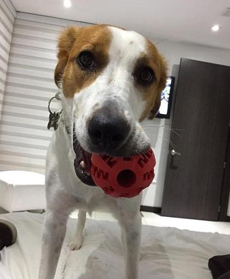 Interactive Dog Treat Ball | 1.97 - 2.8 in | Dental Cleaning | Chew Toy | Pawberry Road