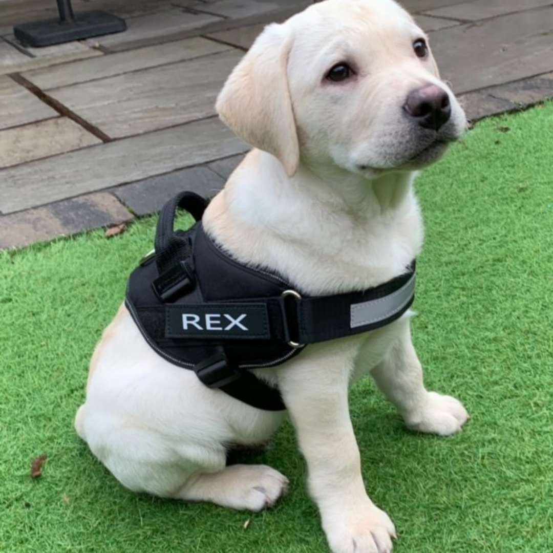 Dog Custom No Pull Harness | Reflective | XS to XXL | Adjustable Fit | Comfortable & Secure | Pawberry Road