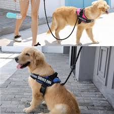 Dog Custom No Pull Harness | Reflective | XS to XXL | Adjustable Fit | Comfortable & Secure | Pawberry Road
