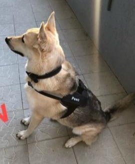 Dog Custom No Pull Harness | Reflective | XS to XXL | Adjustable Fit | Comfortable & Secure | Pawberry Road