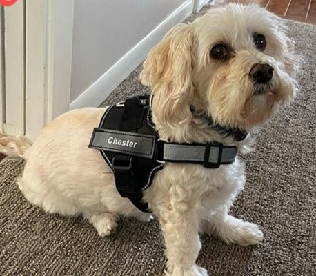 Dog Custom No Pull Harness | Reflective | XS to XXL | Adjustable Fit | Comfortable & Secure | Pawberry Road