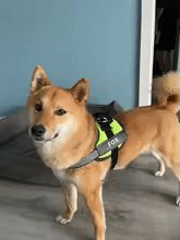 Dog Custom No Pull Harness | Reflective | XS to XXL | Adjustable Fit | Comfortable & Secure | Pawberry Road