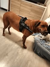 Dog Custom No Pull Harness | Reflective | XS to XXL | Adjustable Fit | Comfortable & Secure | Pawberry Road
