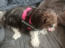 Dog Custom No Pull Harness | Reflective | XS to XXL | Adjustable Fit | Comfortable & Secure | Pawberry Road