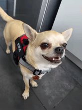 Dog Custom No Pull Harness | Reflective | XS to XXL | Adjustable Fit | Comfortable & Secure | Pawberry Road