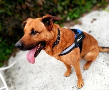 Dog Custom No Pull Harness | Reflective | XS to XXL | Adjustable Fit | Comfortable & Secure | Pawberry Road