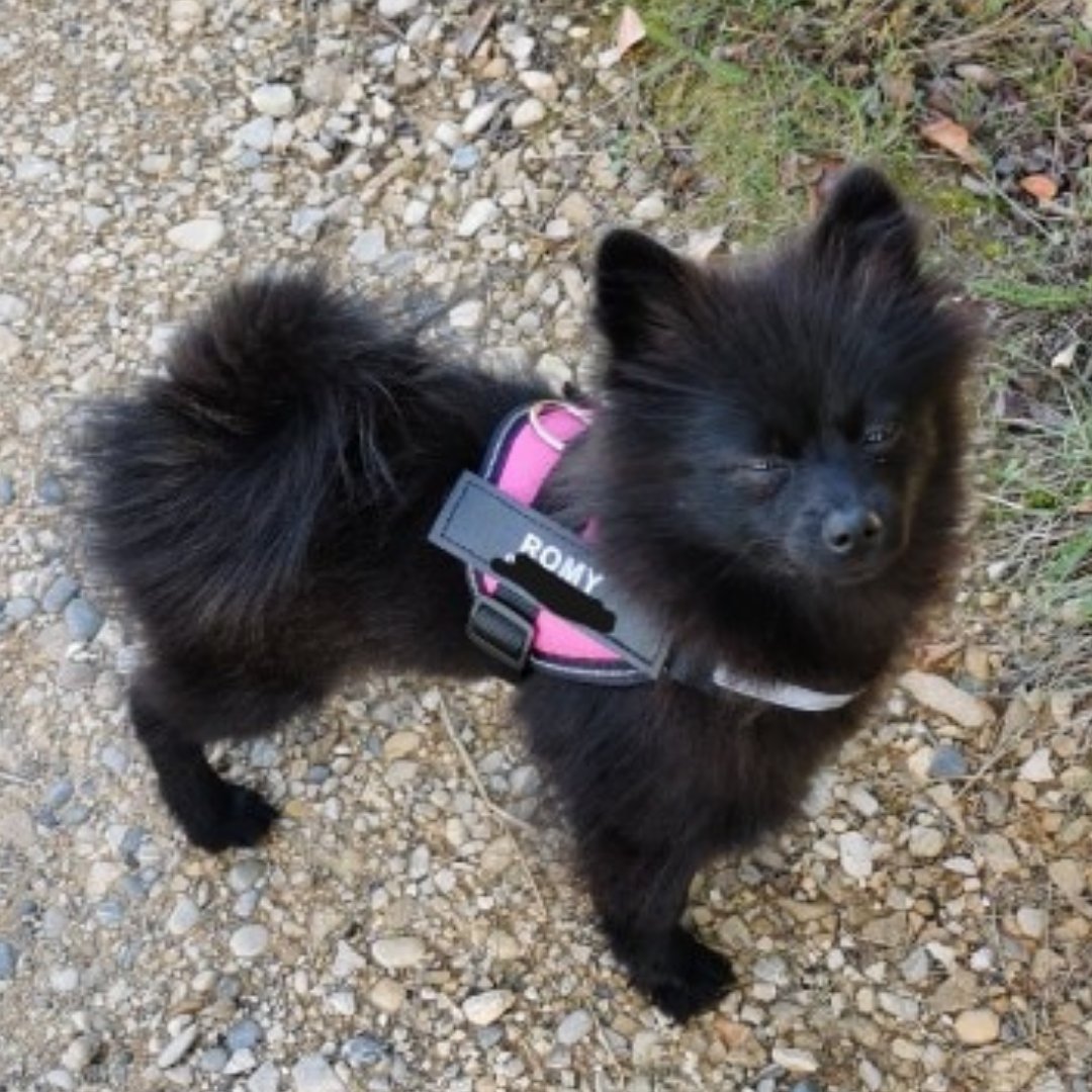 Dog Custom No Pull Harness | Reflective | XS to XXL | Adjustable Fit | Comfortable & Secure | Pawberry Road