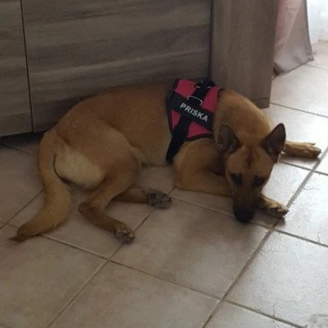 Dog Custom No Pull Harness | Reflective | XS to XXL | Adjustable Fit | Comfortable & Secure | Pawberry Road