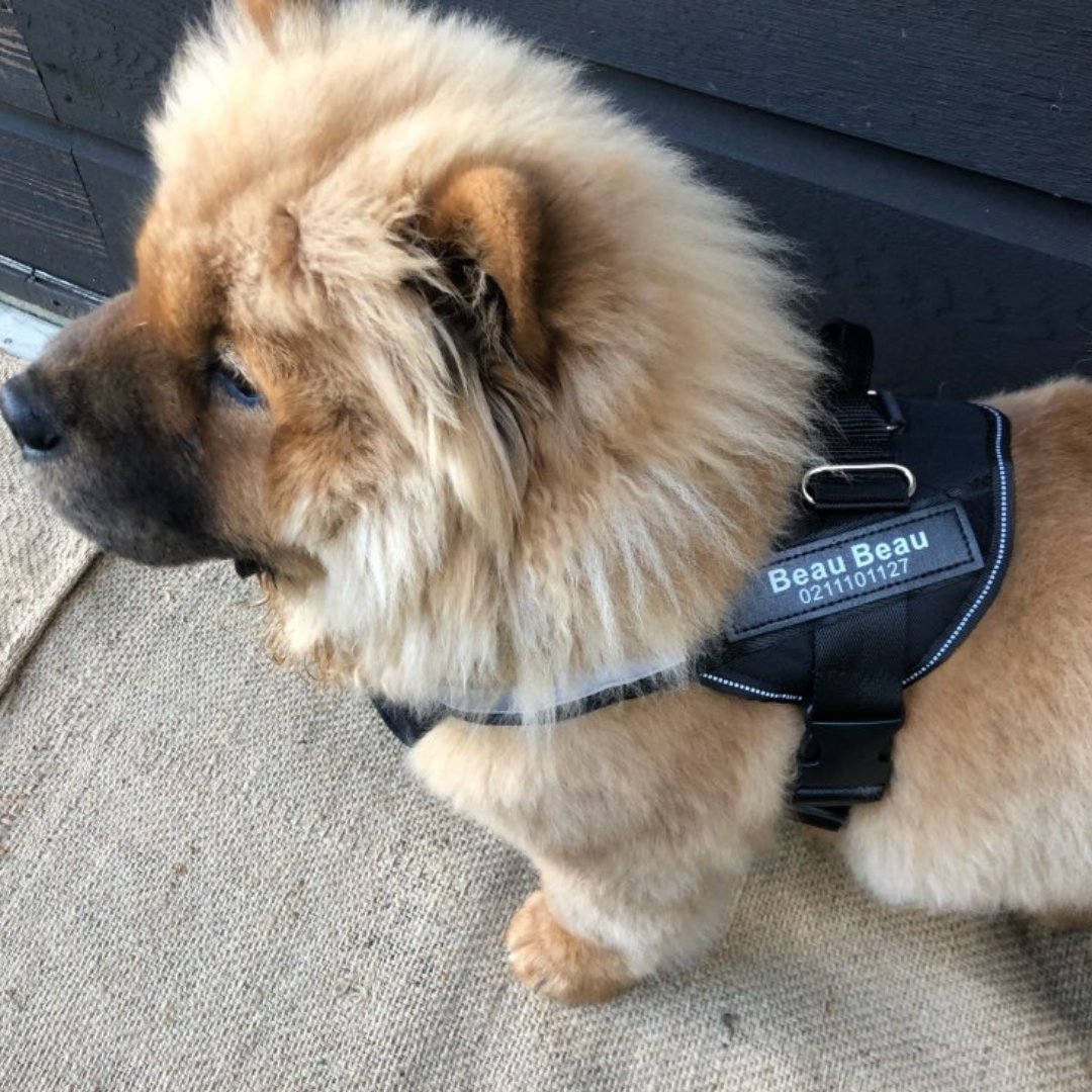 Dog Custom No Pull Harness | Reflective | XS to XXL | Adjustable Fit | Comfortable & Secure | Pawberry Road