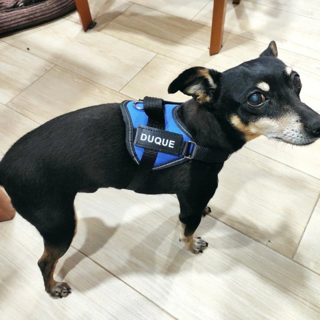 Dog Custom No Pull Harness | Reflective | XS to XXL | Adjustable Fit | Comfortable & Secure | Pawberry Road