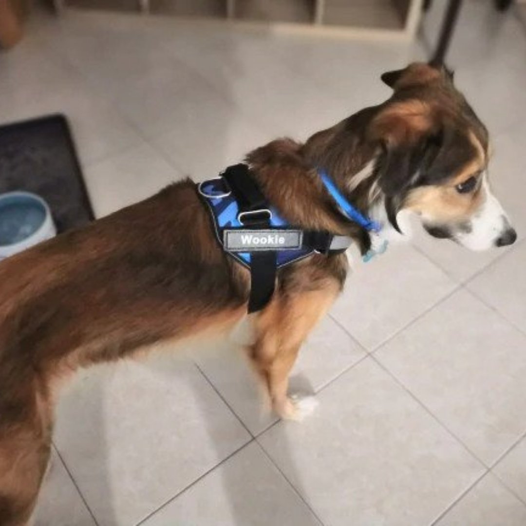 Dog Custom No Pull Harness | Reflective | XS to XXL | Adjustable Fit | Comfortable & Secure | Pawberry Road