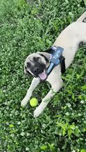 Dog Custom No Pull Harness | Reflective | XS to XXL | Adjustable Fit | Comfortable & Secure | Pawberry Road