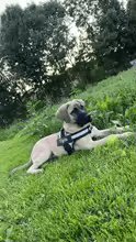 Dog Custom No Pull Harness | Reflective | XS to XXL | Adjustable Fit | Comfortable & Secure | Pawberry Road