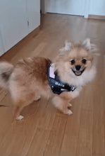 Dog Custom No Pull Harness | Reflective | XS to XXL | Adjustable Fit | Comfortable & Secure | Pawberry Road