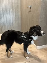 Dog Custom No Pull Harness | Reflective | XS to XXL | Adjustable Fit | Comfortable & Secure | Pawberry Road