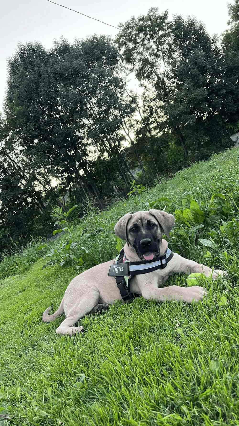 Dog Custom No Pull Harness | Reflective | XS to XXL | Adjustable Fit | Comfortable & Secure | Pawberry Road