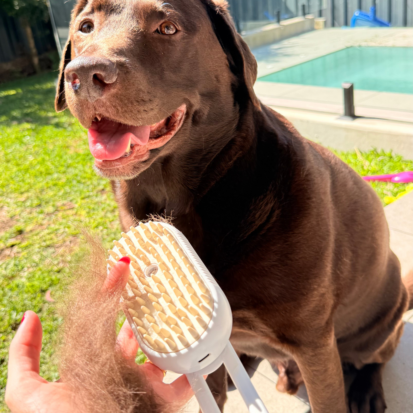 Dog 3-in-1 Steam Brush | 4.7 × 2.6 in | Groom, Deshed & Massage | Pawberry Road