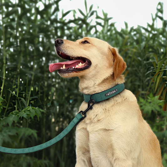 Dog Collar & Leash Set | S - XXL | Personalized Leather Collar-Leash | Engraved Name Tag | Pawberry Road