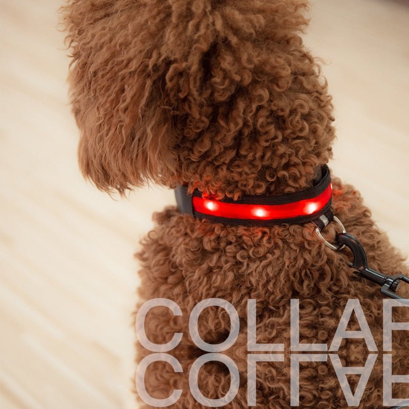 Pet LED Safety Collar | 10–20 in | USB Rechargeable | Adjustable Fit | Pawberry Road