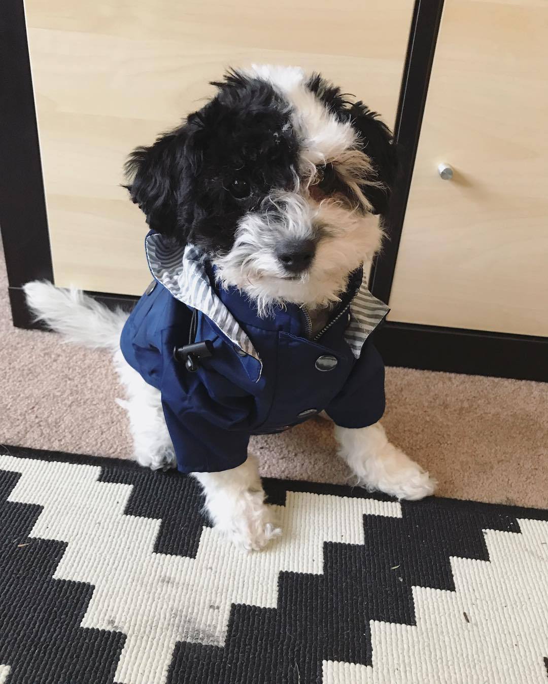 Retro Dog Raincoat | S - 5XL | Waterproof & Windproof | Hood & Drawstring | Pawberry Road