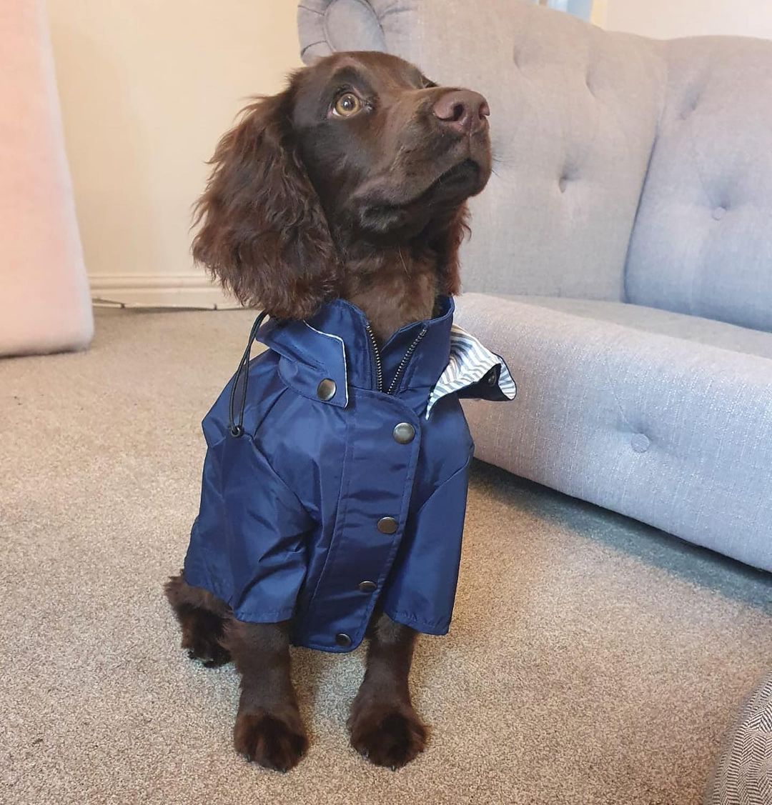 Retro Dog Raincoat | S - 5XL | Waterproof & Windproof | Hood & Drawstring | Pawberry Road