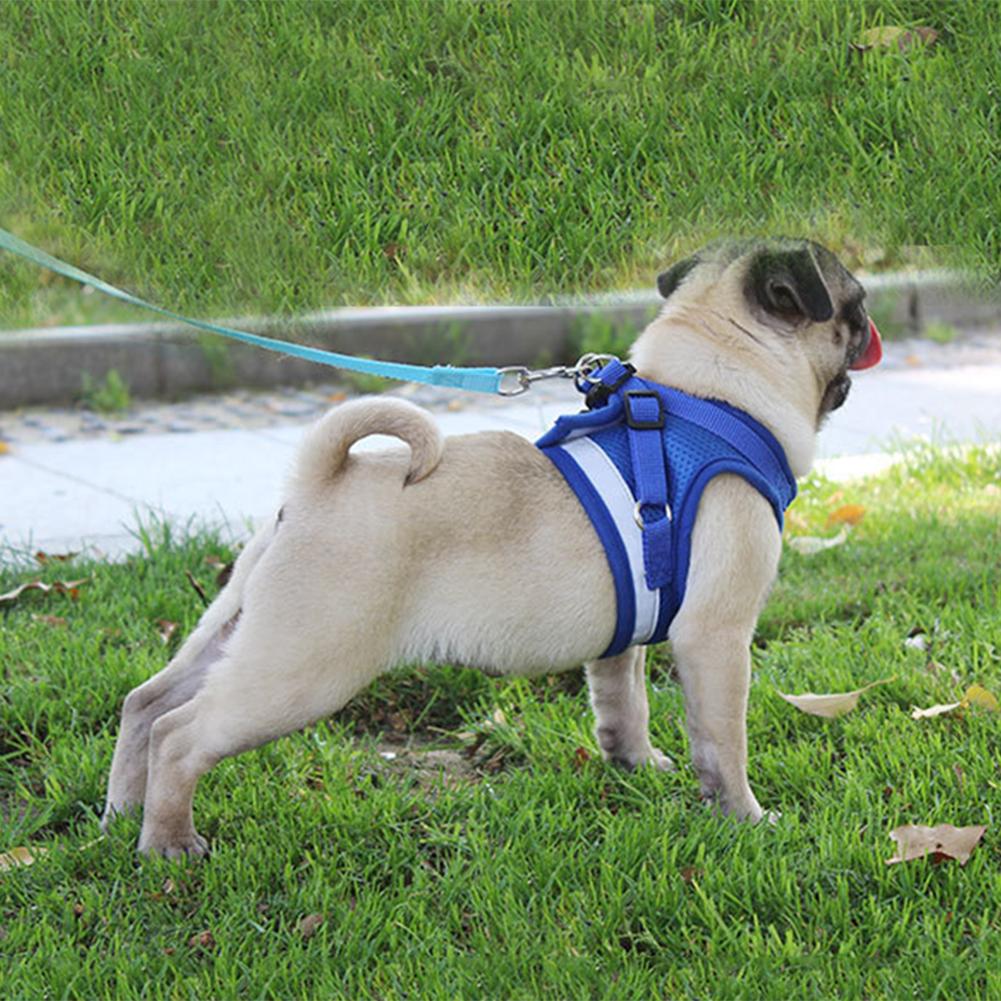 Pet Harness with Leash | 10.2 - 20.5 in | Reflective, Adjustable Fit | Durable Comfort | Pawberry Road