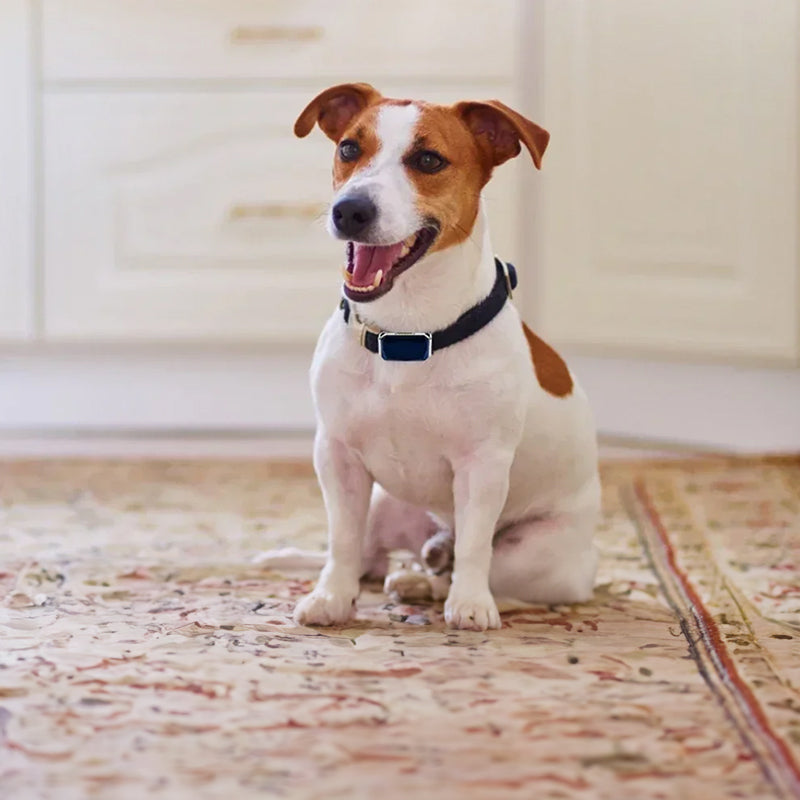 Outback GPS Pet Tracker Collar | Live Tracking | Rugged & Waterproof | Pawberry Road