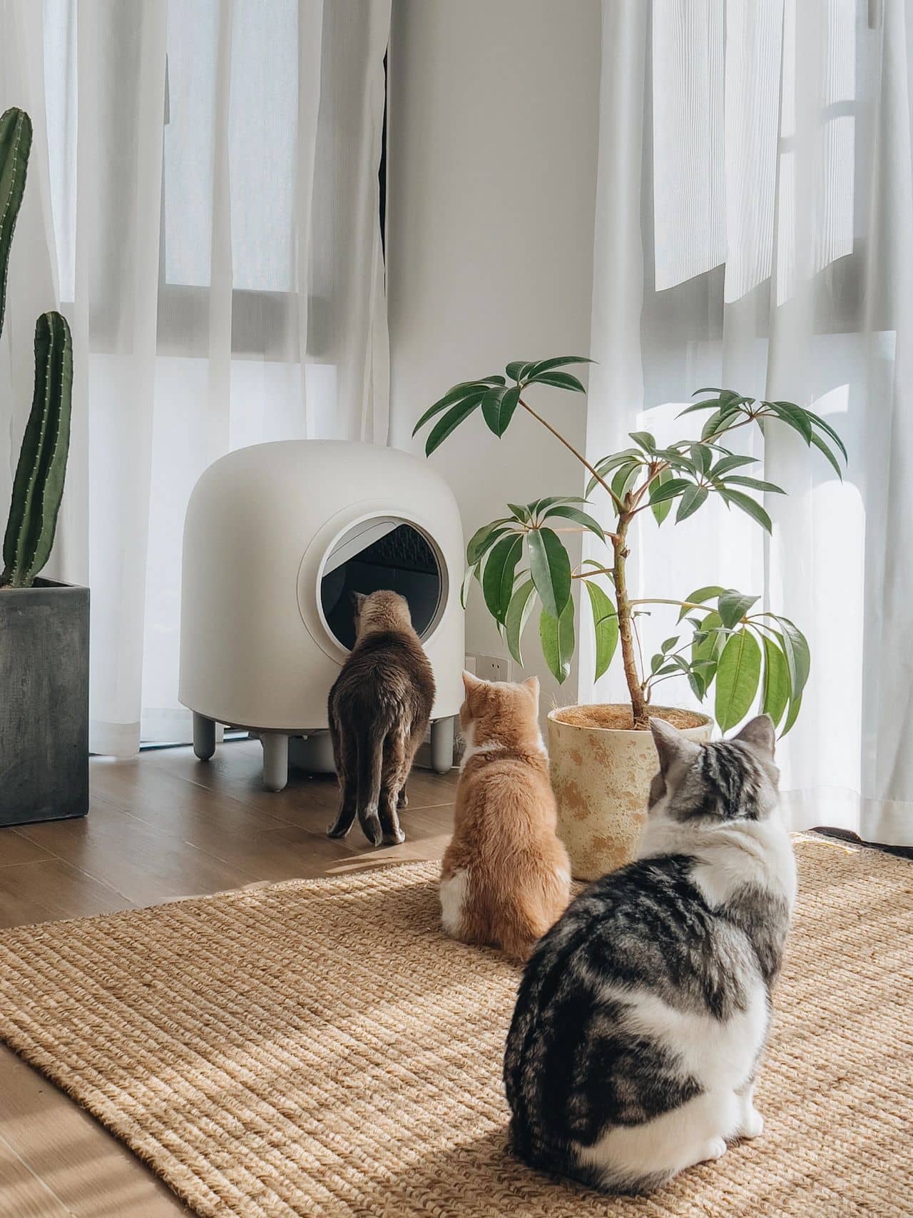 Automatic Cat Litter Box |  20.3 x 20.3 x 25.2 in | Enclosed App-Controlled Odor-Free | XL Comfort | Pawberry Road