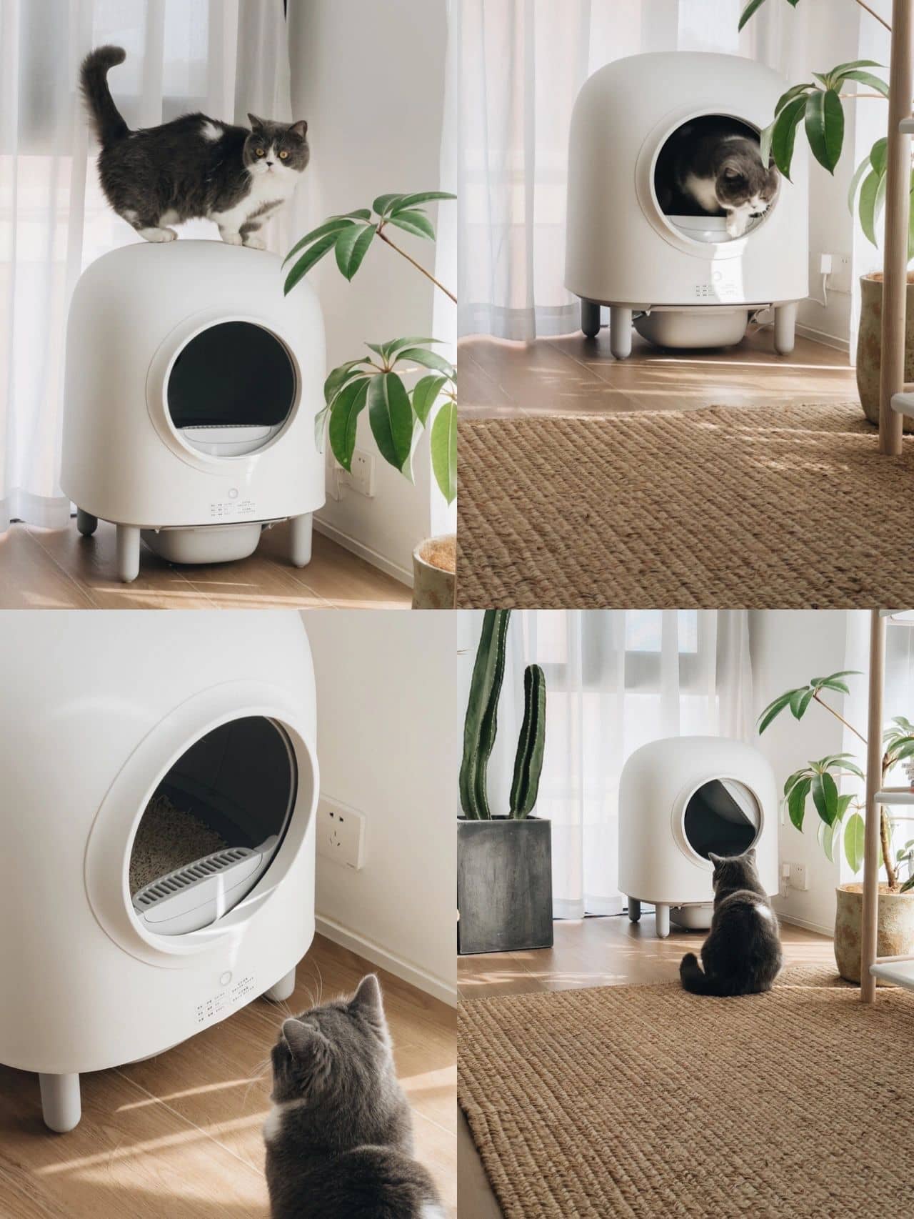 Automatic Cat Litter Box |  20.3 x 20.3 x 25.2 in | Enclosed App-Controlled Odor-Free | XL Comfort | Pawberry Road